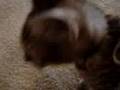 Leo-meets-camera