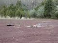 unexpected explosion