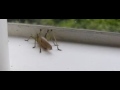 Slow motion grasshopper