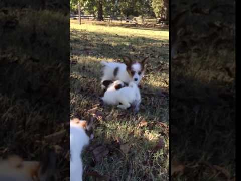 AKC Papillon male white and sable