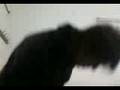 videos de En el coleee