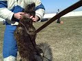 Dutch Shepherd Pushing In