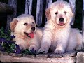 Funny dogs Vol 2
