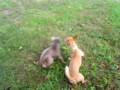 videos de Chalupita and Blue
