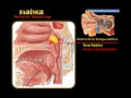 FARINGE Y  LARINGE