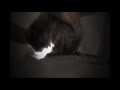 Copycat Copycat