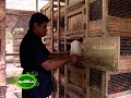 Success story on quail rearing (Kada)  as a business enterprise