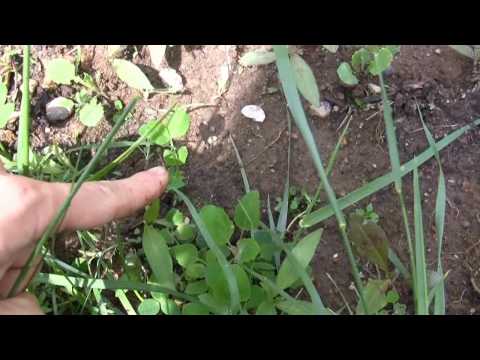 how to transplant sweet peas