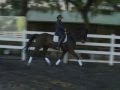 9 year old Hanoverian gelding, trot
