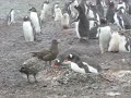 Skuas threatening Gentoos