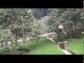 Fumigación de árboles frutales y ornamentales