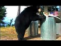 American black bears are unwanted house guests - David Attenborough - BBC wildlife American black bears are unwanted house guests - David Attenborough - BBC wildlife