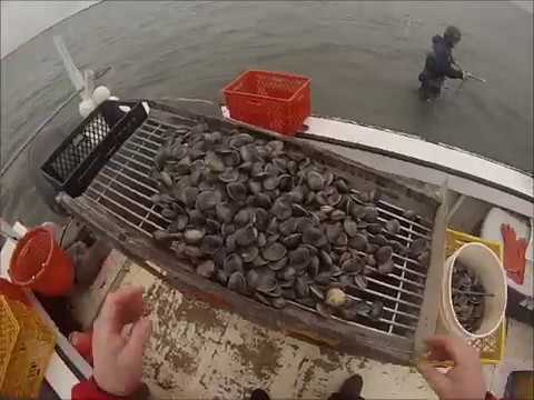 how to harvest clams in nc