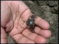 monolito en honor al cacique chilimasa donde se peleo  la batalla de los manglares contra los conquistadores espa�oles,  el muro de estero la chepa limite de ecosistemas, el puente lagarto, puerto la le�a, el sendero dentro del manglar, navegaci�n en el estero la chepa, desembarco en  playa hermosa  tumbes per� mapamundi tours
www.mapamunditours.com
mapamunditours@gmail.com