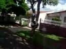 Com�dia...  ;D