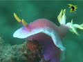 Lembeh Strait Manado Indonesia by underwater studios Lembeh Strait Manado Indonesia by underwater studios