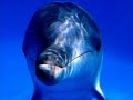 BALLENAS