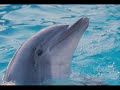 BALLENAS