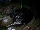 Heckscher Horseshoe Crab Spawning