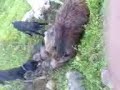 Hunting Big Boar in Jordan Hunting Big Boar in Jordan