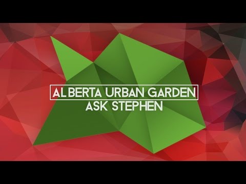 how to provide enough light for indoor plants