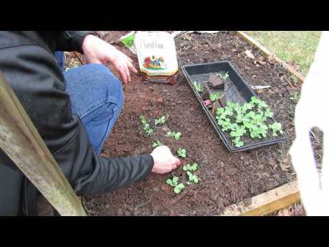 how to replant a tree branch