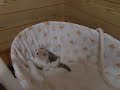 ひめとブルート