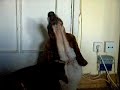 Dumbo (Basset Hound) Dumbo (Basset Hound)