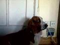 Basset Hound video