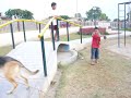 perra apareando con niño perra apareando con niño