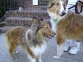 Emily-a sheltie