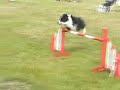 Tia at Dogs in Need agility finals winner