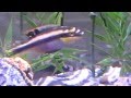 Kribensis Fry - Different pair Day 1