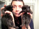 Persian & Exotic Kittens part 3 Persian & Exotic Kittens part 3
