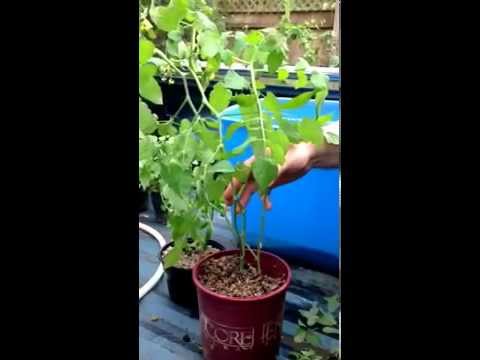 how to transplant currants
