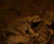 Boinking Bearded Dragons part1