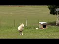 marceau a la ferme 22.m4v