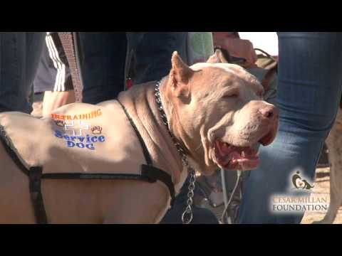 Update on Pit Bull Sonic