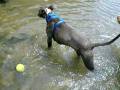 videos de Xombie and Penny as puppies