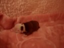 bulldog puppies fortune city miss gucci