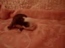 bulldog puppies fortune city miss gucci