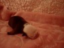 bulldog puppies fortune city miss gucci
