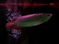 Chili Red Arowana(Kitman)