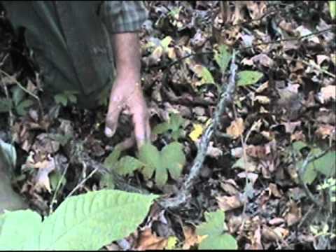 how to grow ginseng in ohio