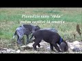 Kurchāra kucēni mācās "rādīt" putnus