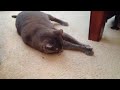 I liked a @YouTube video http://t.co/hGjjwbrY Feline Funday on the Sunday Funday - Catnip