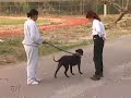 \"Dog Tales\" episode D-102 promo \"Dog Tales\" episode D-102 promo