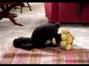 my dog \"die\" falling on his face when..........