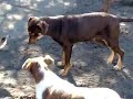 Aquiles!! Divinoo!! :) - Animales sin Hogar Aquiles!! Divinoo!! :) - Animales sin Hogar