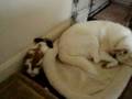 videos de 11/19/2008 Oliver westin' with Charlie! 4071